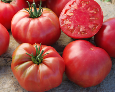 Mrs. Maxwell's Big Italian Heirloom Tomato Seeds